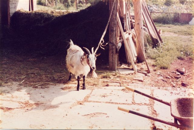 Alla Tîż - Com'era con il fieno e la capra