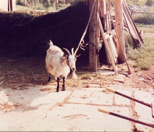 capra