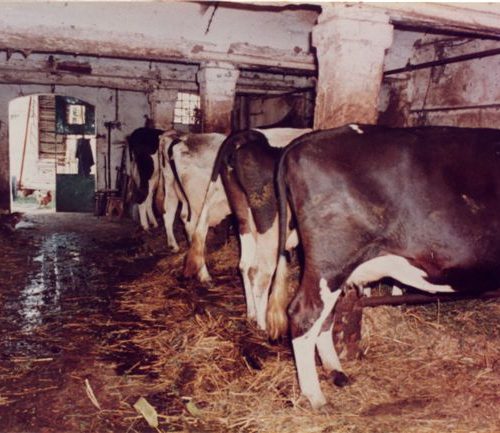stalla 2